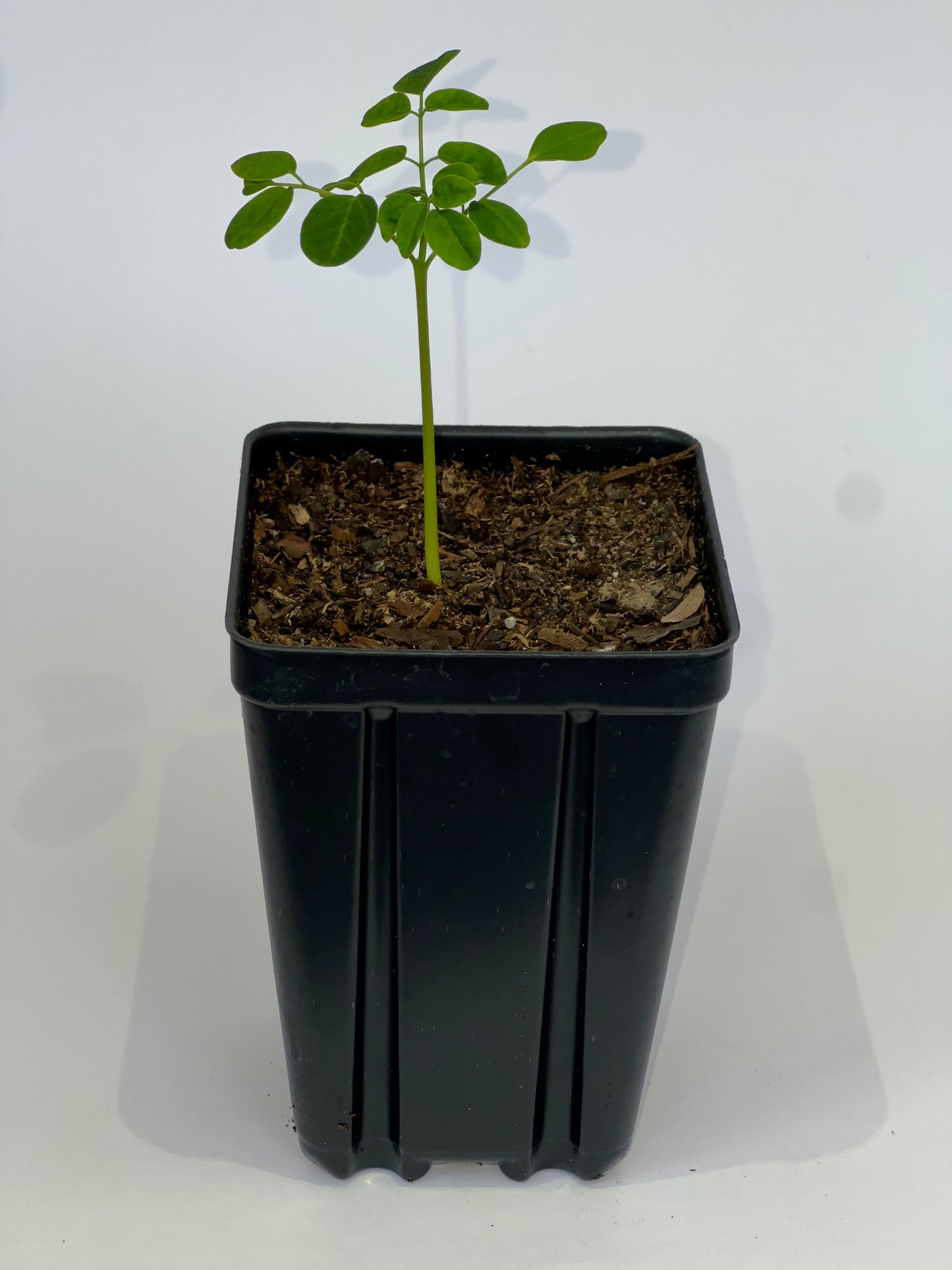 1 ft. Organic Moringa Tree
