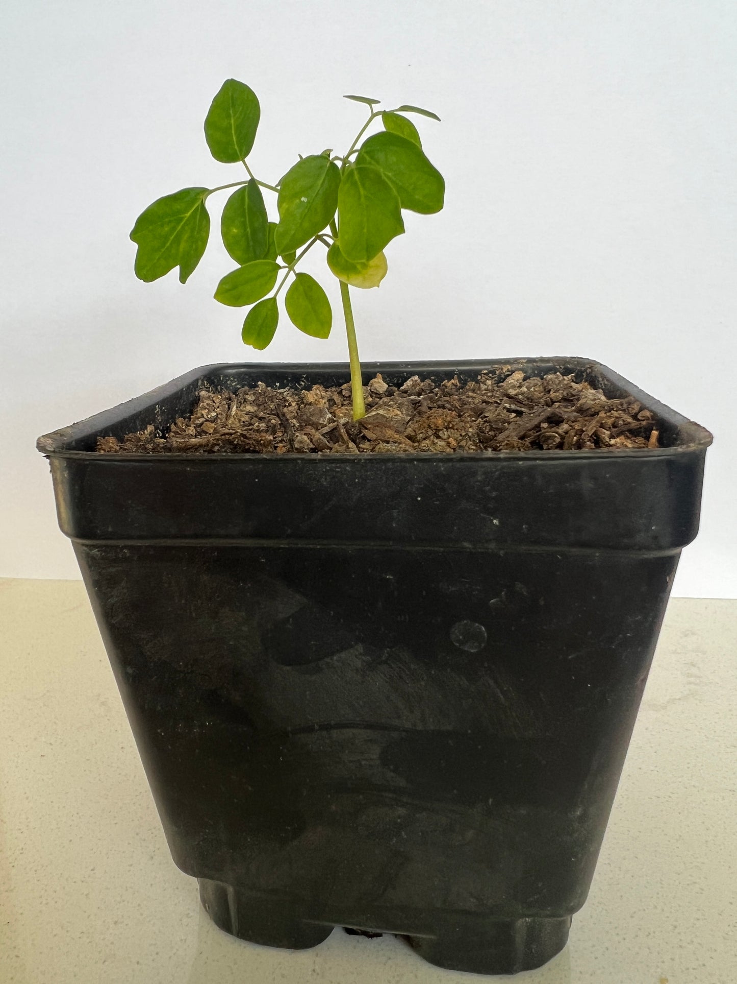 7 inch Organic Moringa Trees