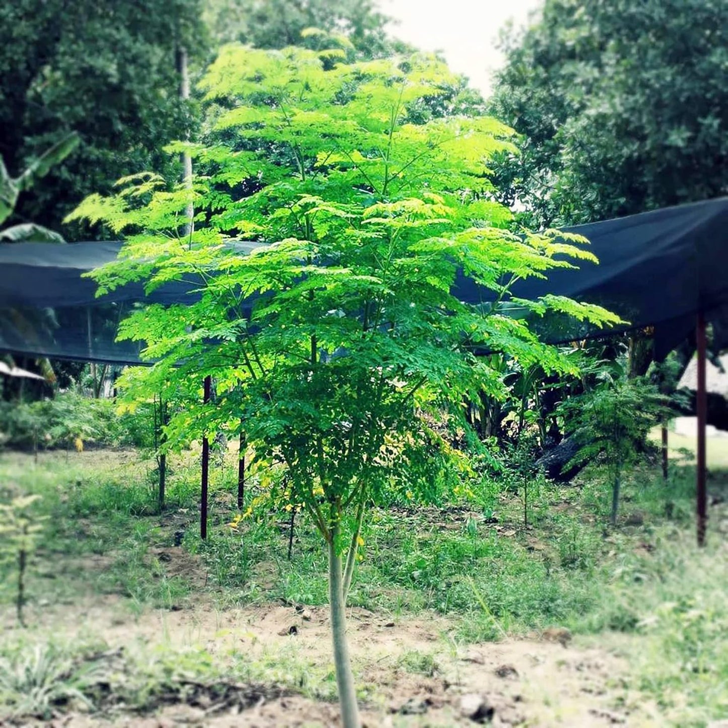 7 inch Organic Moringa Trees