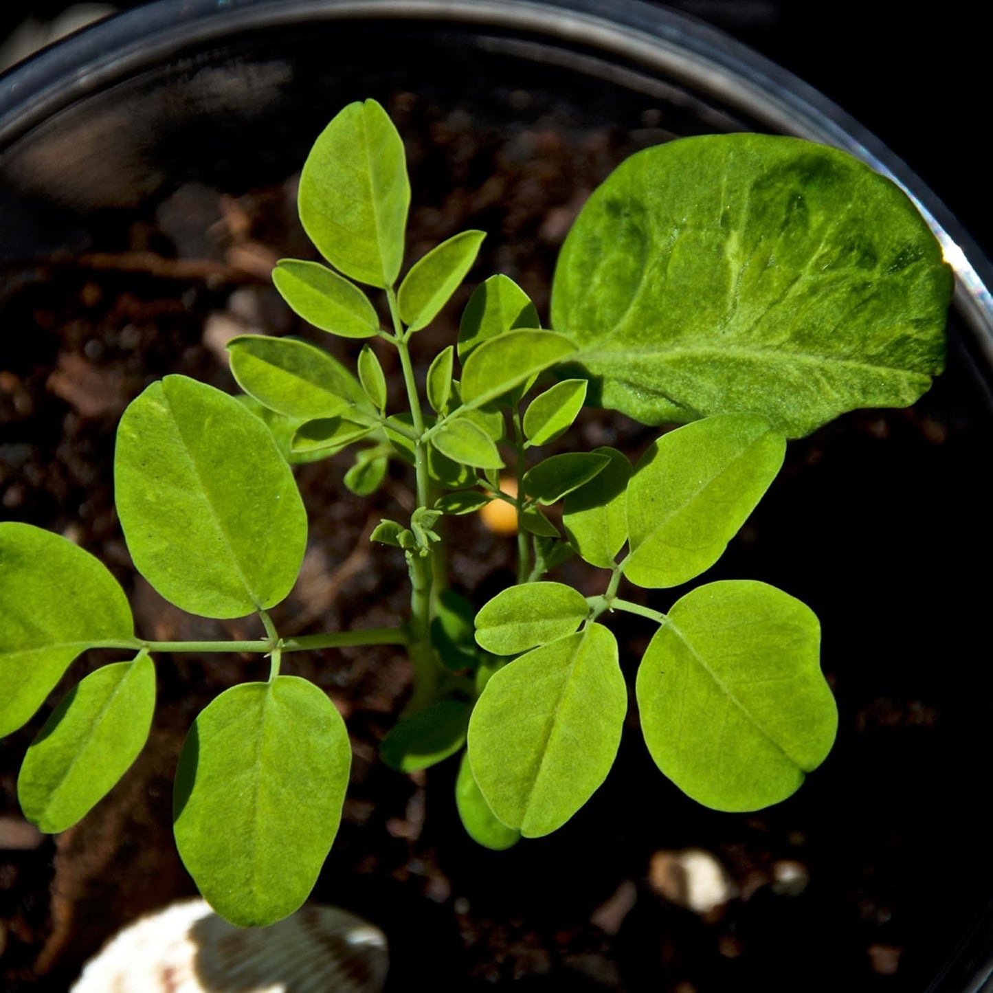 7 inch Organic Moringa Trees