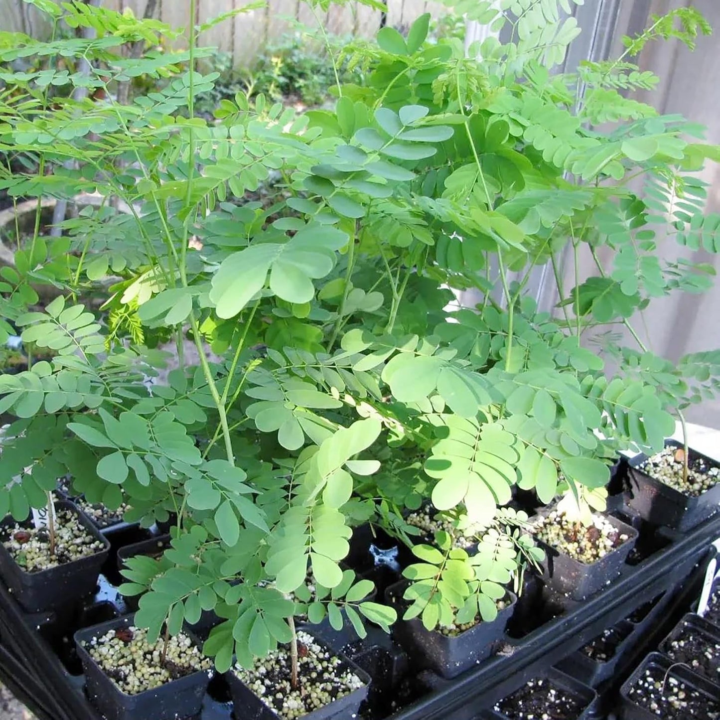 1 ft. Organic Moringa Tree