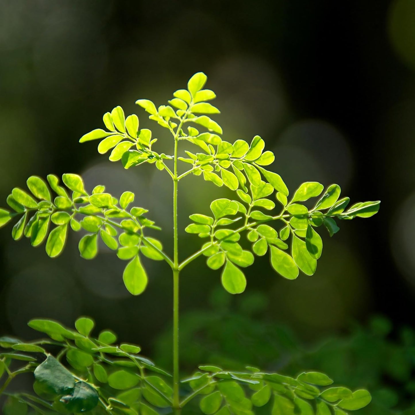 7 inch Organic Moringa Trees