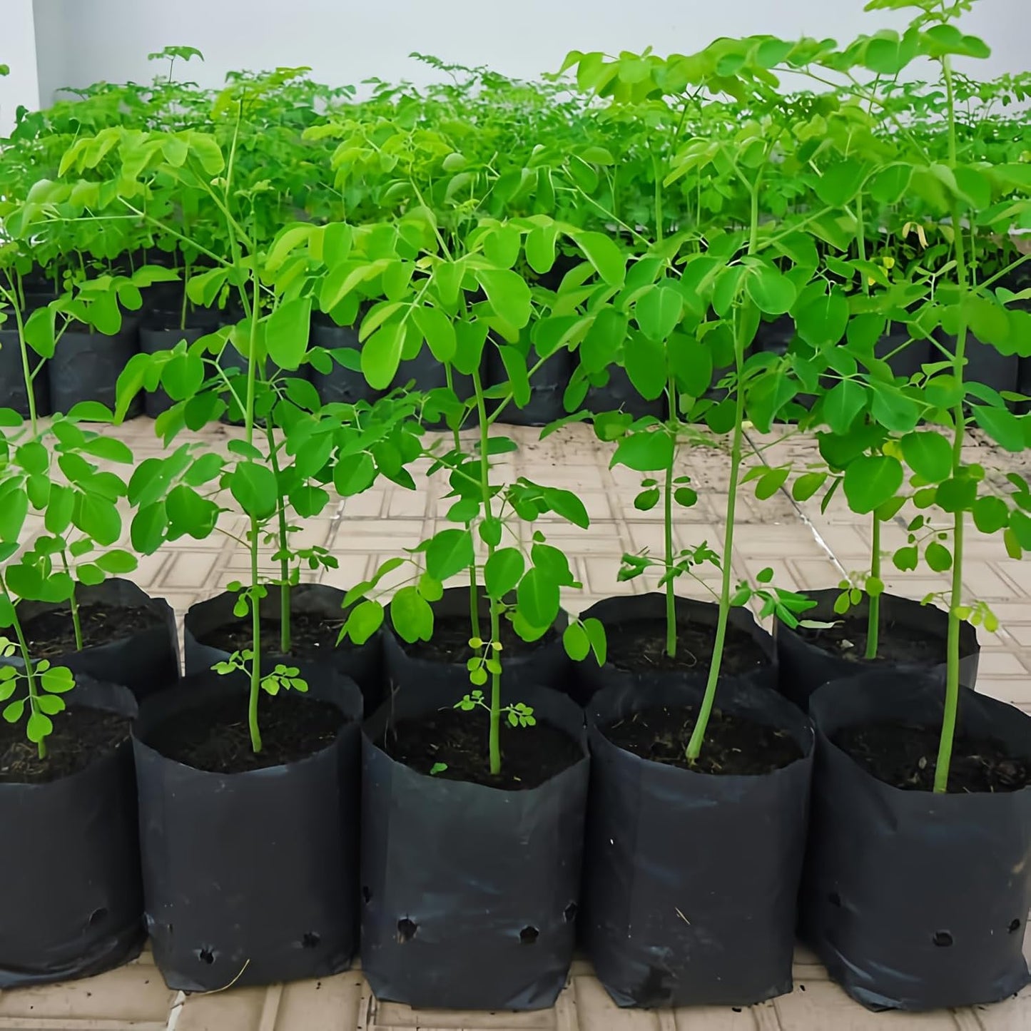 7 inch Organic Moringa Trees